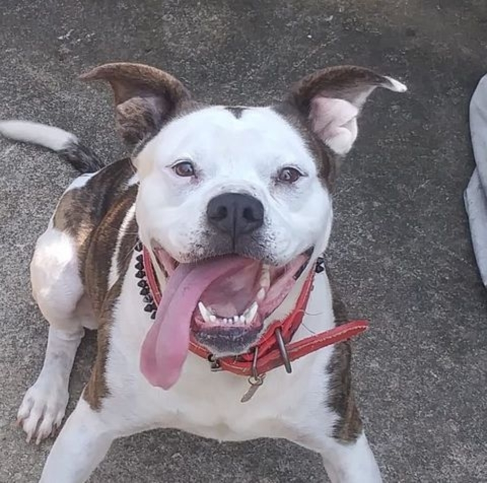 Meet your Posher, Blake